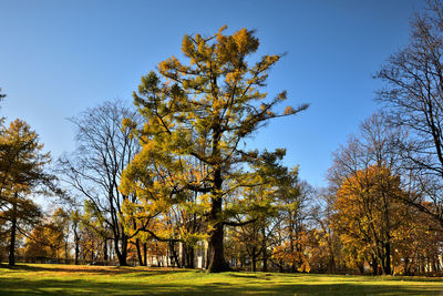 Trees on field against clear sky during autumn