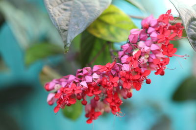 Close-up of pink flowering plant