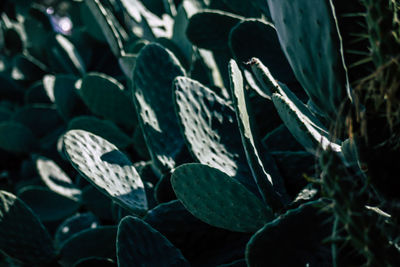 Close-up of succulent plant on field