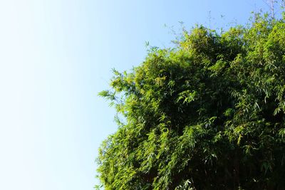 Low angle view of tree against clear sky