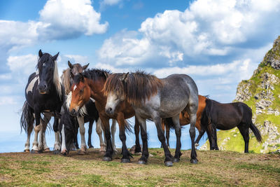 Horses standing on field against sky