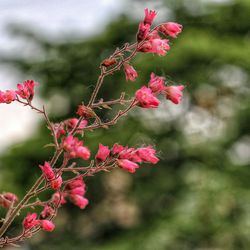 Close-up of pink flower