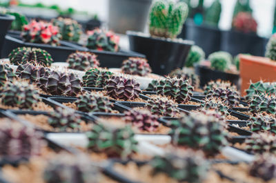 Close-up of potted plants in market