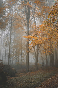 Trees in forest during autumn