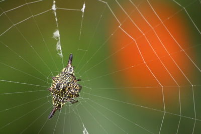 Close-up of spider on web