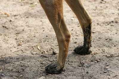 Low section of horse on field