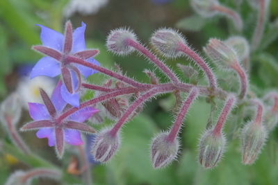 Close-up of purple flowering plant
