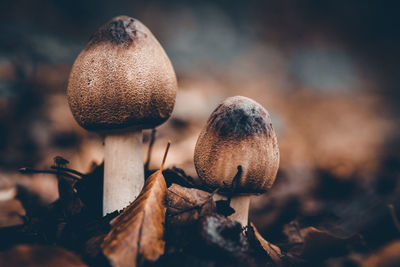 Close-up of mushroom growing on field