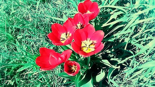 Close-up of red flowers