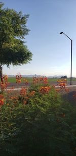 Scenic view of flowering plants on field against clear sky