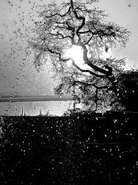 Close-up of silhouette birds against sky