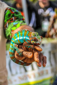 Chameleon lizard  being held by an animal trainer