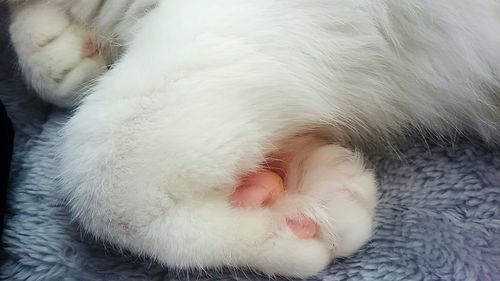 Close-up of white cat