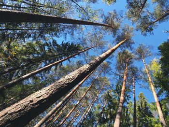 Low angle view of trees in forest against sky