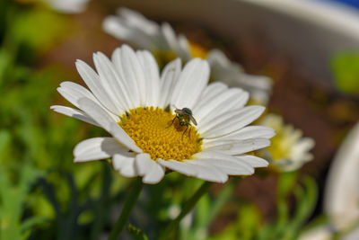 Close-up of insect on flower