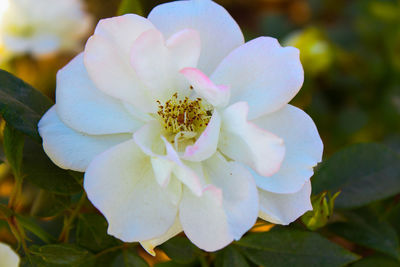 Close-up of white flowering plant