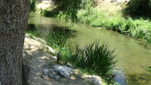 Stream in forest