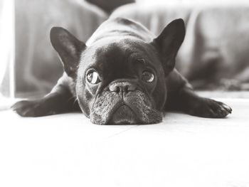 Portrait of a dog lying down