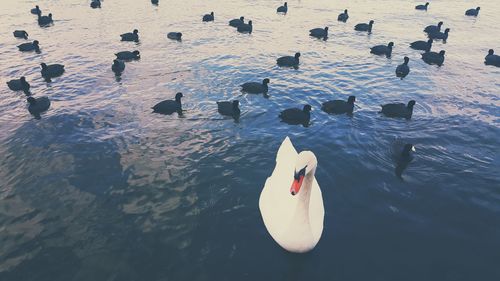 High angle view of birds swimming in lake