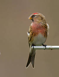 Low angle view of birds perching on wall