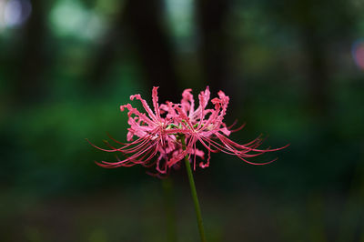 Close-up of flower blooming outdoors