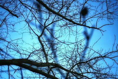 Low angle view of bare trees against sky