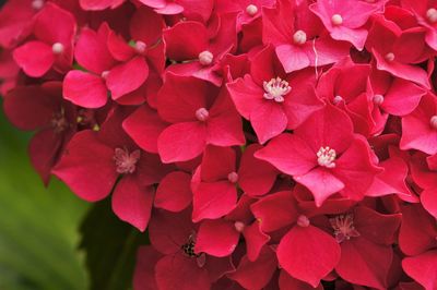 Close-up of pink flower