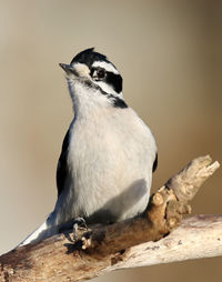 Close-up of bird perching on wood