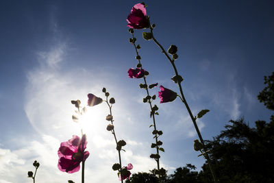 Low angle view of pink flowering plant against sky