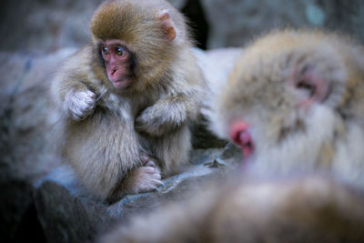 Close-up of japanese macaques