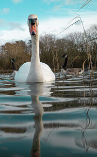 Large white mute swan swans low-level waterside view on lake with canadian geese in background pair