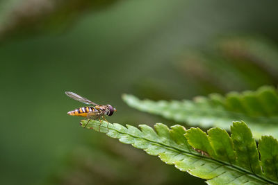 Close-up of insect on leaf