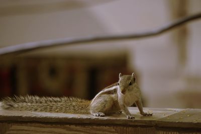 Close-up of a cat