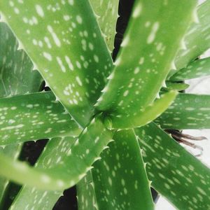 Close-up of raindrops on cactus