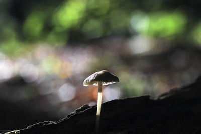 Close-up of mushroom growing outdoors