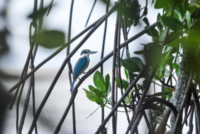 Close-up of bird perching on branch