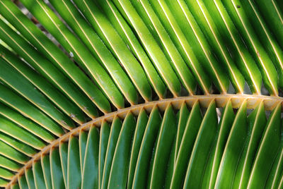 Full frame shot of green leaf