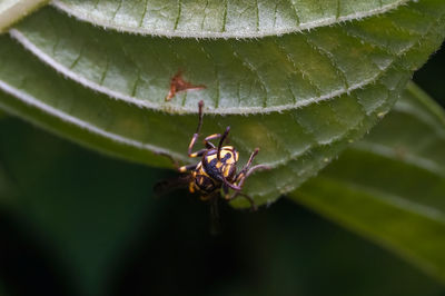 Close-up of insect on leaf