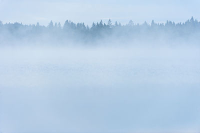 Misty and still lake in front of forest