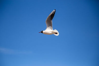 Low angle view of seagull flying in sky