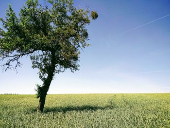 Tree on field against clear sky
