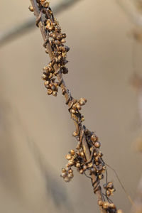 Close-up of wilted plant