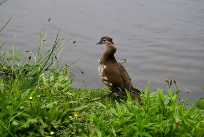 Close-up of bird perching on grass