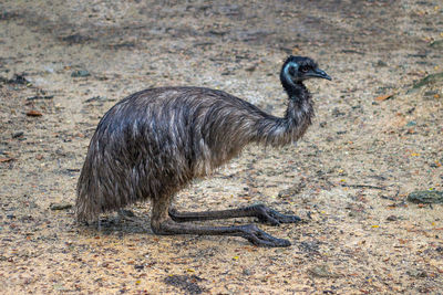 Side view of a bird