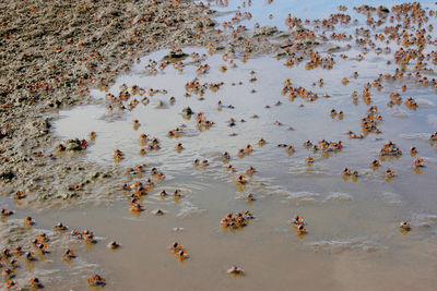 High angle view of ducks swimming in lake