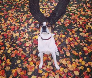 Dog sitting on autumn leaves