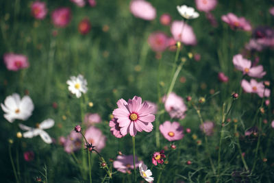 Close-up of pink cosmos flowers on field