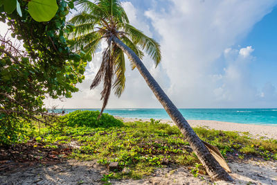 Palm trees by sea against sky