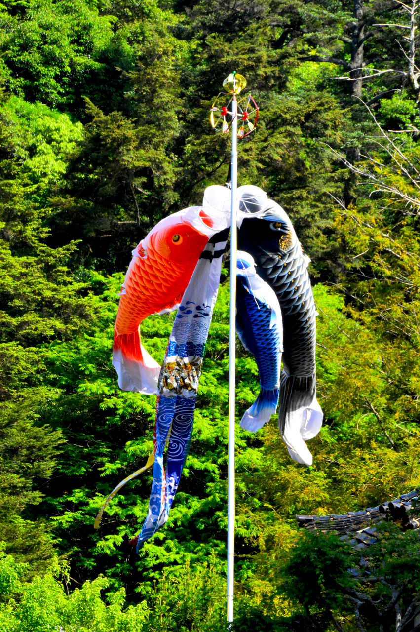 plant, tree, nature, day, growth, rope, green, jumping, hanging, forest, land, outdoors, extreme sports, no people, full length