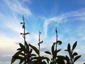 Low angle view of plants against sky